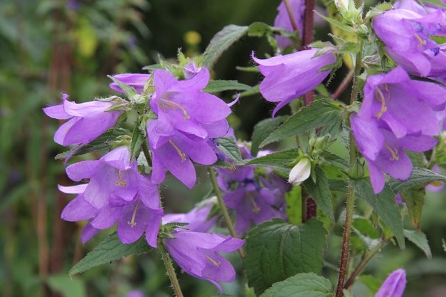 Die Nesselblättrige Glockenblume lockt viele nützliche Insekten an. | Foto: Fotos: Karadar