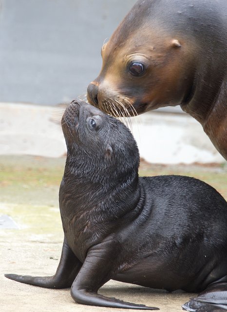 Die kleine Robbe im Tiergarten Schönbrunn präsentiert sich jetzt erstmals den Besuchern. | Foto: Jutta Kirchner (4)