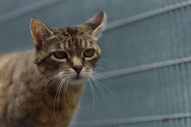 Diese entspannte Tigerkatze sucht ein neues Heim.