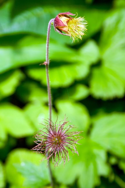Ein Klick in das Foto öffnet die Galerie im Vollbildmodus.
Bild 10: verblühter und blühender Bachnelkenwurz.  | Foto: © by Ing. Günter Kramarcsik