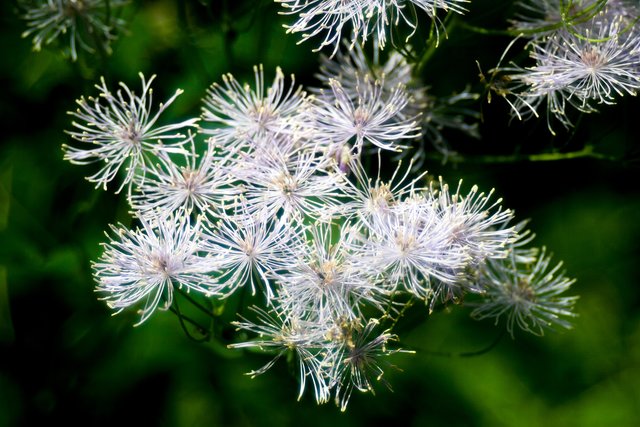 Ein Klick in das Foto öffnet die Galerie im Vollbildmodus.
Bild 08: Eine Pflanze welche ich nicht kannte. Es handelt sich dabei um "Akeleiblättrige Wiesenraute". Danke vielmals liebe Moni-Hex! ;-)  | Foto: © by Ing. Günter Kramarcsik