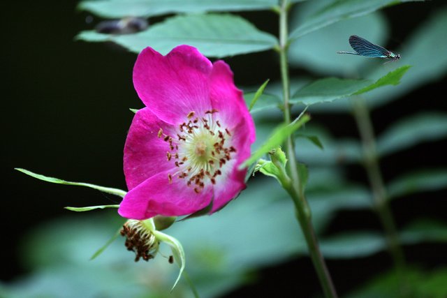 Ein Klick in das Foto öffnet die Galerie im Vollbildmodus.
Bild 21: Blüte der Wildrose (Hagebutte). Dahinter leicht rechts oben eine rastende Blaue Prachtlibelle (Männchen).   | Foto: © by Ing. Günter Kramarcsik