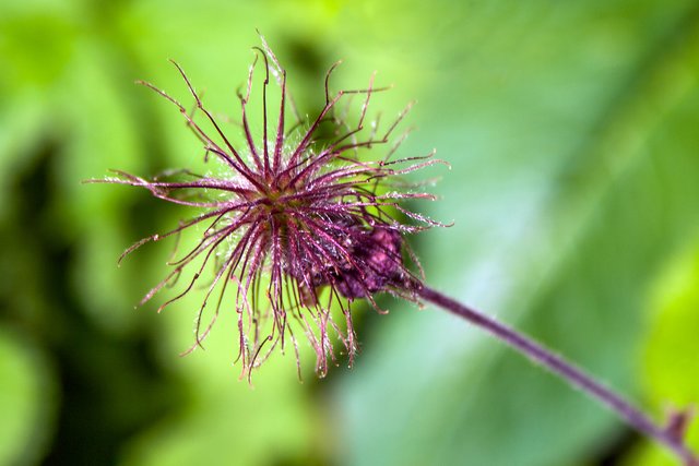 Ein Klick in das Foto öffnet die Galerie im Vollbildmodus.
Bild 11: verblühter Bachnelkenwurz.  | Foto: © by Ing. Günter Kramarcsik