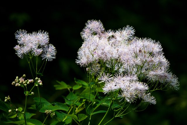 Ein Klick in das Foto öffnet die Galerie im Vollbildmodus.
Bild 06: Eine Pflanze welche ich nicht kannte, aber mit Hilfe von Moni-Hex nun identifizieren konnte. Es handelt sich dabei um "Akeleiblättrige Wiesenraute". Danke vielmals liebe Moni-Hex! ;-)  | Foto: © by Ing. Günter Kramarcsik