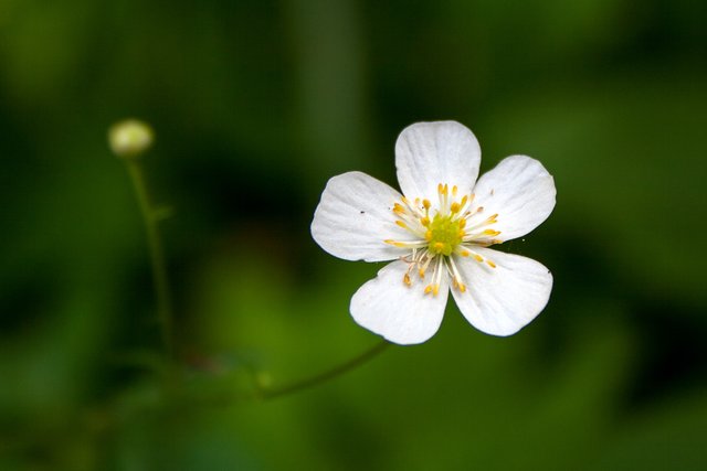 Ein Klick in das Foto öffnet die Galerie im Vollbildmodus.
Bild 13: Hier dürfte es sich eventuell um ein Sumpfherzblatt handeln? Wer kann das bestätigen oder einer anderen Pflanzengattung zuordnen? | Foto: © by Ing. Günter Kramarcsik