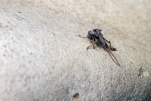 Ein Klick in das Foto öffnet die Galerie im Vollbildmodus.
Bild 22: Der verlassene Rest einer Larve der Steinfliege. | Foto: © by Ing. Günter Kramarcsik