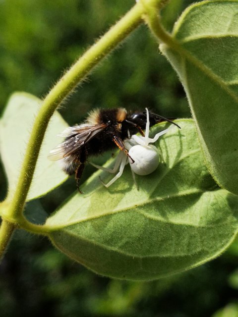 In Ute Neubauers Garten in St. Michael erbeutete die Weiße Witwe eine Hummel.