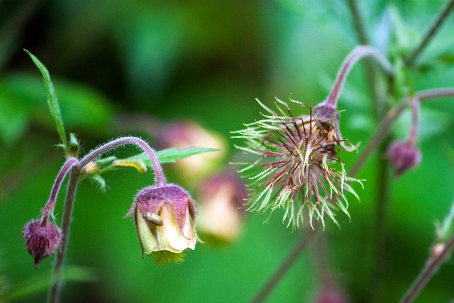 Ein Klick in das Foto öffnet die Galerie im Vollbildmodus.
Bild 12: verblühter und blühender Bachnelkenwurz. Diese Blüte schaut im Erinnerungsbild der Blüte einer Tollkirsche zwar ähnlich, aber im direkten Vergleich ist sie dann doch deutlich unterschiedlich.  | Foto: © by Ing. Günter Kramarcsik