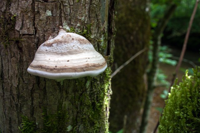 Ein Klick in das Foto öffnet die Galerie im Vollbildmodus.
Bild 19: Ein mir unbekannter Baumschwamm.  | Foto: © by Ing. Günter Kramarcsik