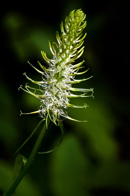 Ein Klick in das Foto öffnet die Galerie im Vollbildmodus.
Bild 09: Ährige Teufelskralle | Foto: © by Ing. Günter Kramarcsik