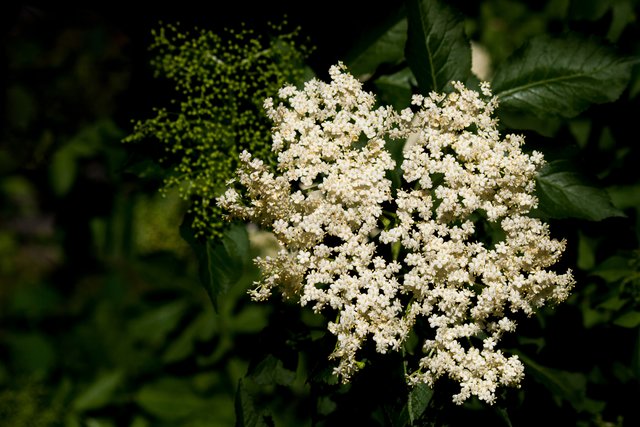 Ein Klick in das Foto öffnet die Galerie im Vollbildmodus.
Bild 16: Knospen im Hintergrund und Blüten des Hollunders im Vordergrund.  | Foto: © by Ing. Günter Kramarcsik