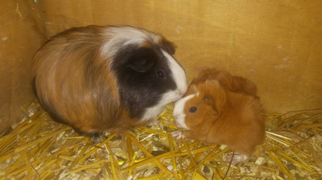 Die beiden Meerschweinchen wurden in einem Plastiksack ausgesetzt.