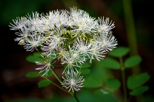 Ein Klick in das Foto öffnet die Galerie im Vollbildmodus.
Bild 07: Eine Pflanze welche ich nicht kannte. Es handelt sich dabei um "Akeleiblättrige Wiesenraute". Danke vielmals liebe Moni-Hex! ;-)  | Foto: © by Ing. Günter Kramarcsik