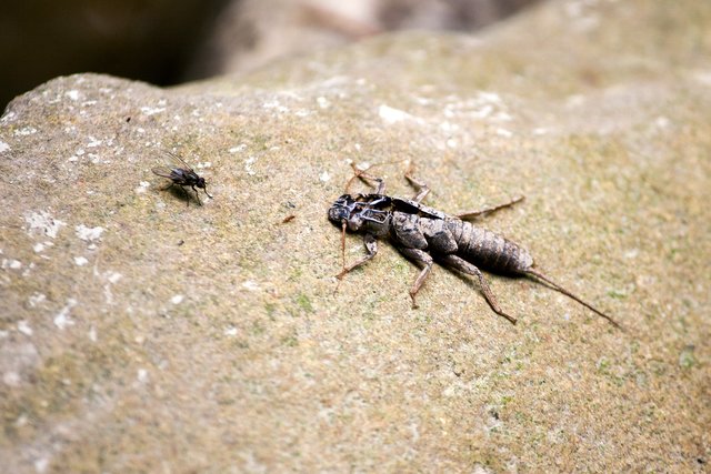 Ein Klick in das Foto öffnet die Galerie im Vollbildmodus.
Bild 23: Ein weiterer verlassener Rest einer Steinfliegenlarve. | Foto: © by Ing. Günter Kramarcsik