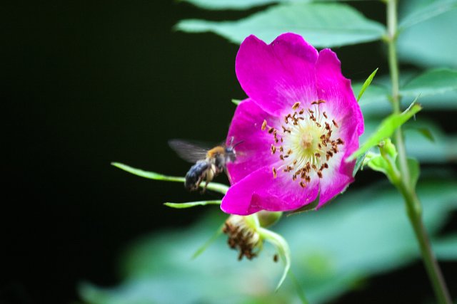 Ein Klick in das Foto öffnet die Galerie im Vollbildmodus.
Bild 20: Blüte der Wildrose (Hagebutte) mit anfliegender Biene.  | Foto: © by Ing. Günter Kramarcsik