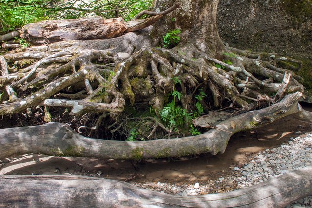 Ein Klick in das Foto öffnet die Galerie im Vollbildmodus.
Bild 51: Ein Zeitzeuge der Kraft der Oberen Argen wen sie Hochwasser führt.
 | Foto: © by Ing. Günter Kramarcsik