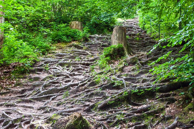 Ein Klick in das Foto öffnet die Galerie im Vollbildmodus.
Bild 62: Über Wurzeln führt die Route 17 steil nach oben um danach leicht abfallend und eben dem Stausee des Kraftwerks bis zur Station 8 zu folgen.
 | Foto: © by Ing. Günter Kramarcsik