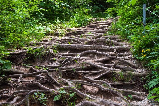Ein Klick in das Foto öffnet die Galerie im Vollbildmodus.
Bild 63: Diese Wurzeln sorgten für natürliche Treppen. Dieses Teilstück gingen wir von der Station 8 wieder zurück um dann der Route 19 folgend über Riedholz zu unserem Auto zurück zu gehen. 
 | Foto: © by Ing. Günter Kramarcsik