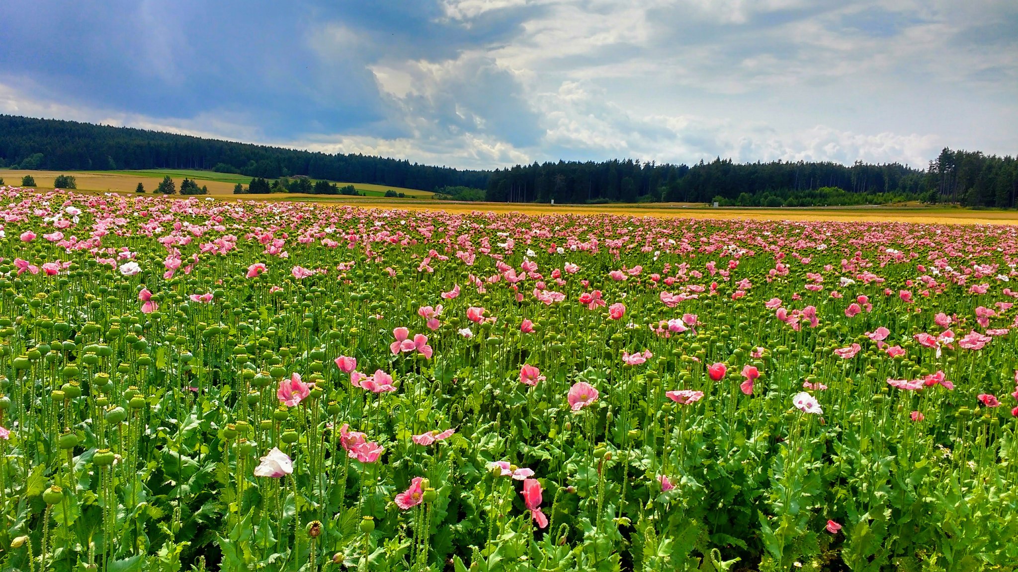 Mohnblüte im Juli: Im Waldviertel blüht der Mohn - Tennengau