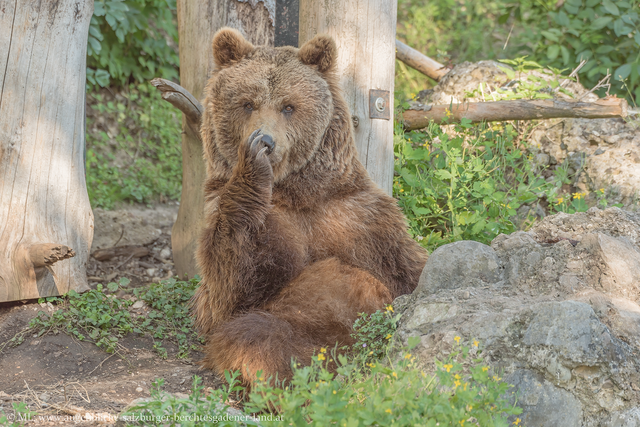 "Mensch, wie toll: Mit den Bezirksblättern günstiger in den Zoo!", denkt sich wohl dieser Bär gerade.  | Foto: Zoo Salzburg/Augenblicke aus dem Salzburger- und Berchtesgadener Land