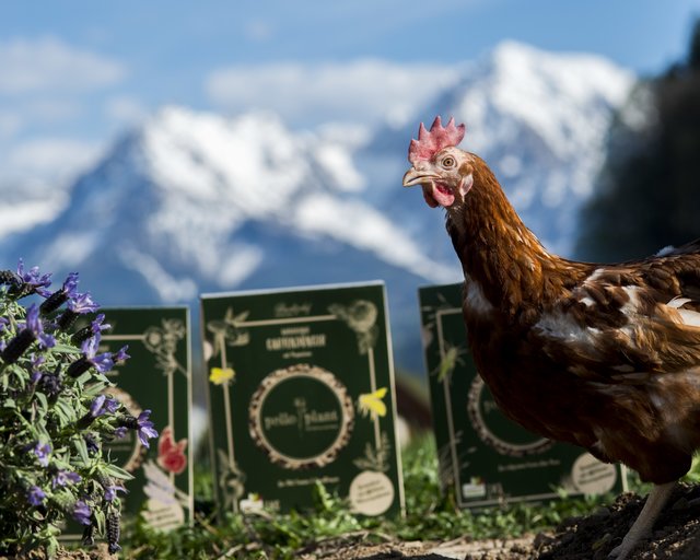 Foto: Fam. Mayr/Brunlitzerhof