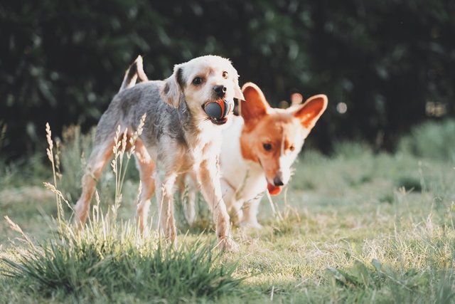 Im 20. Bezirk gibt es sieben Hundezonen. Jene am Friedrich-Enegls-Platz müsse laut FPÖ Brigittenau dringend instand gesetzt werden. | Foto: Unsplash