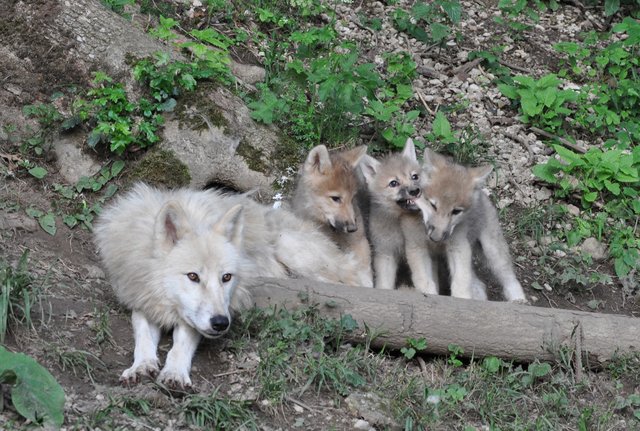  Polarwölfin Anastasia mit ihren drei Welpen | Foto: Zoo Salzburg