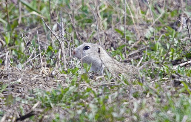 Die Ziesel werden regelmäßig gechippt. Damit erkennt man, ob das Bauvorhaben in Stammersdorf Auswirkungen auf die Zieselpopulation hat.  | Foto: Lukas Mroz