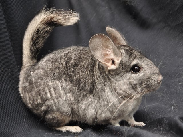 Chinchillas haben ein flauschiges Fell, sind nachtaktiv und in der Haltung anspruchsvoll.