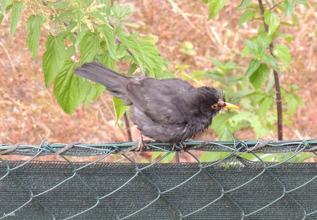Amsel