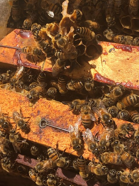 Rund um die Zentrale der Lokalbahnen in Inzersdorf finden die Bienen ideale Lebens- und Arbeitsbedingungen. | Foto: WLB/Stoik