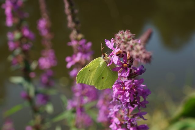 Der Blutweiderich lockt Insekten an. | Foto: Jäger/pixello.de