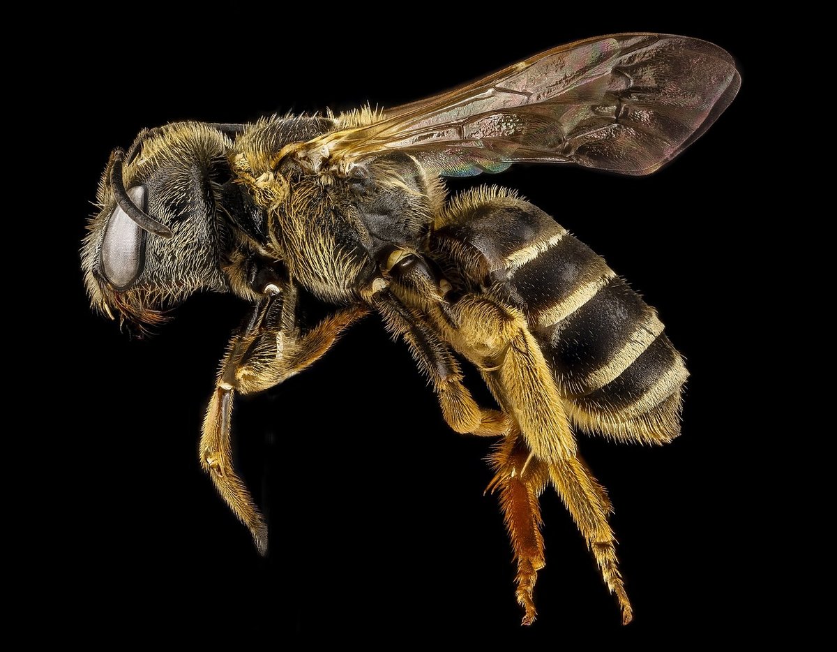 Umweltschutz Wiener Lokalbahnen Geben 120 000 Bienen Ein Zuhause