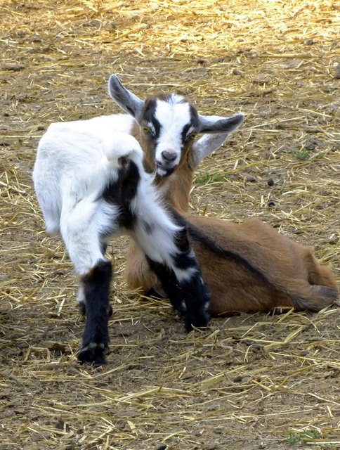Ich bin der Liebling der Kinder