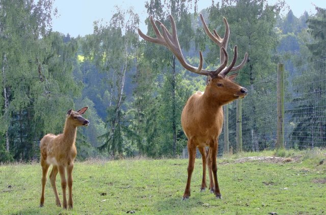 Vater mit dem Nachwuchs (Wapiti Hirsch)