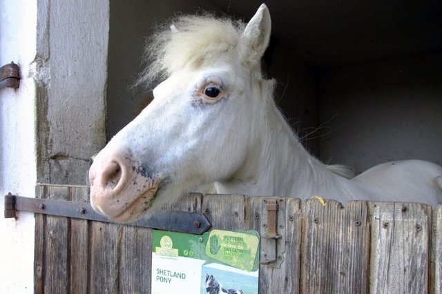 Shetland Pony mit großen Augen