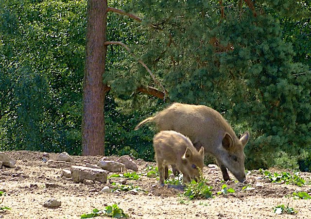 Mama zeigt dem Frischling wo die besten Futterplätze sind