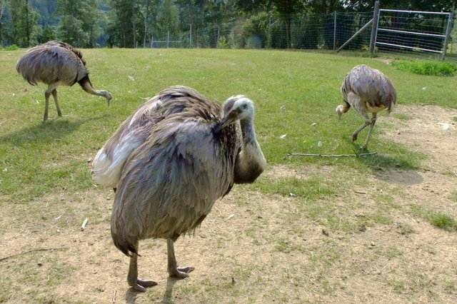 Nandu ist ein flugunfähiger Laufvogel, ernährt sich verwiegend von Gräsern, Früchte, Samen, Insekten und kleinen Wirbeltieren. Er stammt aus Südamerika, sein Lebensraum sind Steppen und Savannen. Während der Balz tanzt das Männchen mit ausgebreiteten Flügeln und stößt dabei weit hörbare Schreie aus.