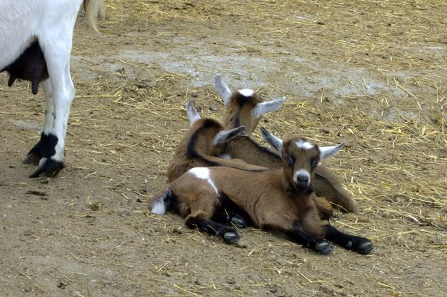 das kleine Trio wartet bis der Hunger kommt, die Futterstelle ist immer in der Nähe