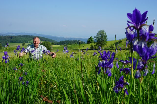 Vielfalt: Obmann Edmund Binder und die seltene "Iris Sibirica". | Foto: Naturpark Jauerling-Wachau