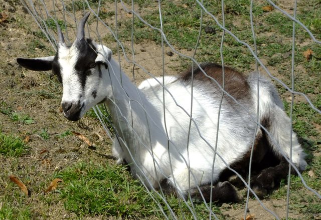 So schaut eine Ziege über den Zaun