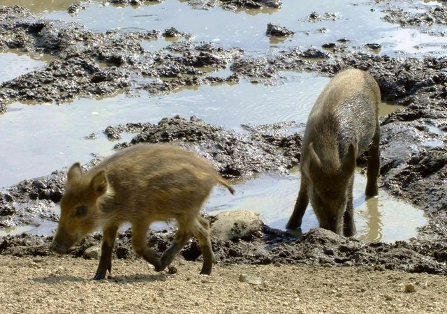 Der Frischling hat genug vom Wühlen