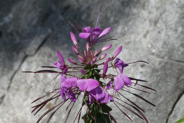 SPINNENBLUME | Foto: Ferdinand Mader