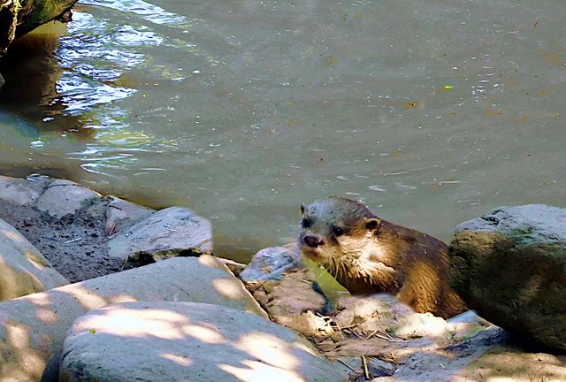 Zwergotter taucht am Ufer auf