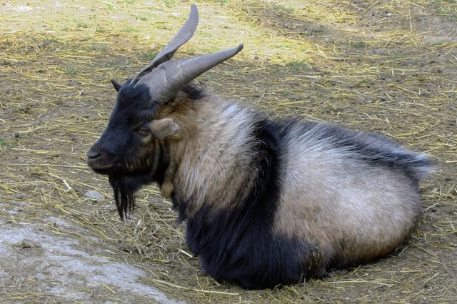 Gemütlich macht es sich der Ziegenbock im Schatten