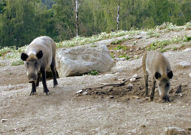 Das halbwüchsige hat immer Hunger