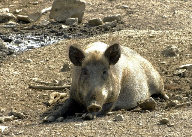 Wildschwein genießt ein Sonnenbad