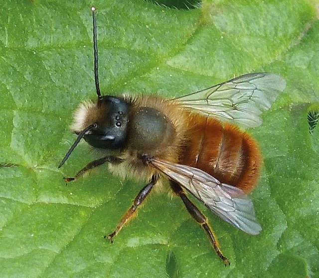 Die rostrote Mauerbiene ist das Insekt des Jahres 2019 | Foto: Foto:Land/Traub/Naturschutzbund