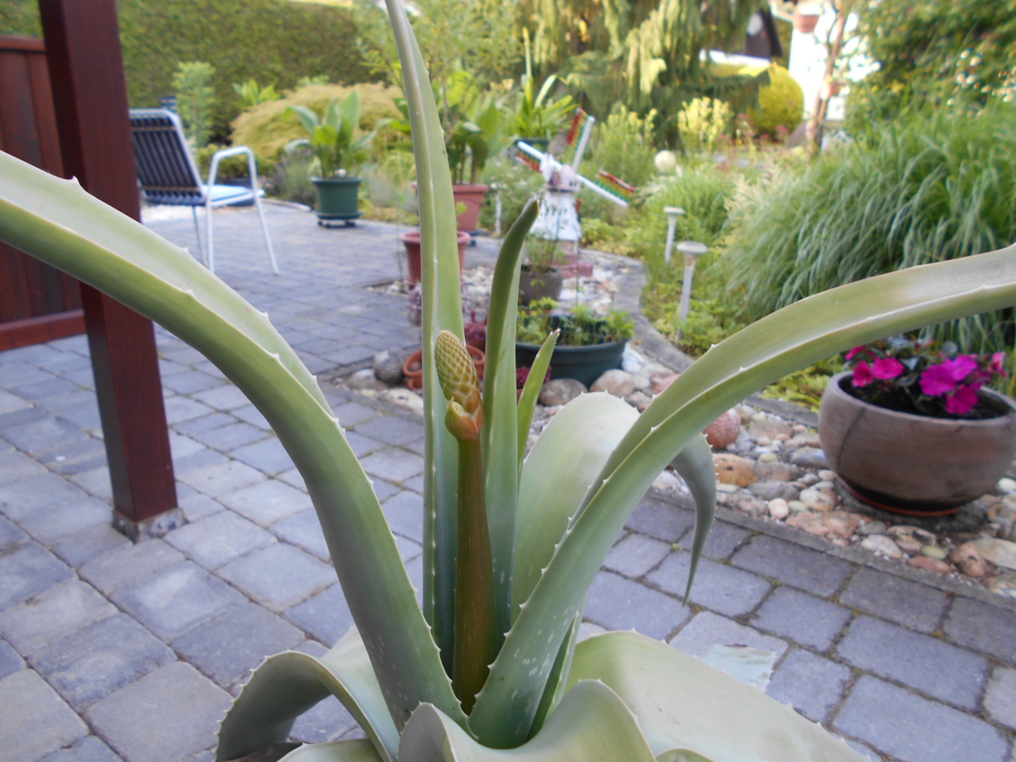 Aloe Vera, eine Wstenlilie in Weigelsdorf, Bezirk Baden (N): Die Blten  der Aloe Vera, ... vielseitige Heilpflanze und Zierde im Garten - Steinfeld