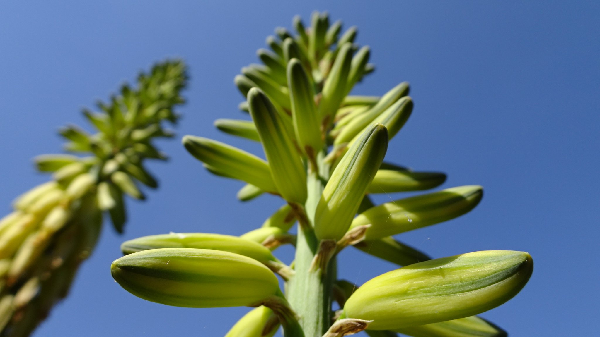 Aloe Vera, eine Wstenlilie in Weigelsdorf, Bezirk Baden (N): Die Blten  der Aloe Vera, ... vielseitige Heilpflanze und Zierde im Garten - Steinfeld